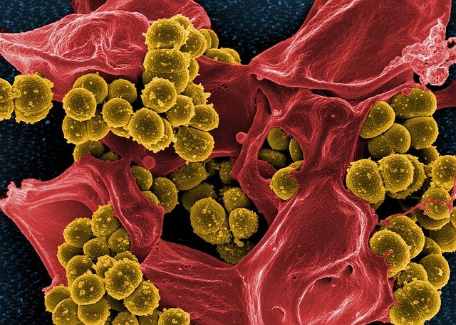 bakterie pod mikroskopem